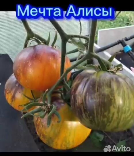 Семена Коллекционные сорта
