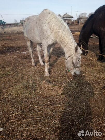 Продам жеребца