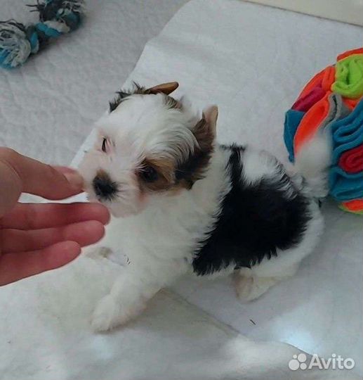 Девочки Бивер