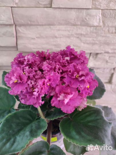 Детки сортовых фиалок