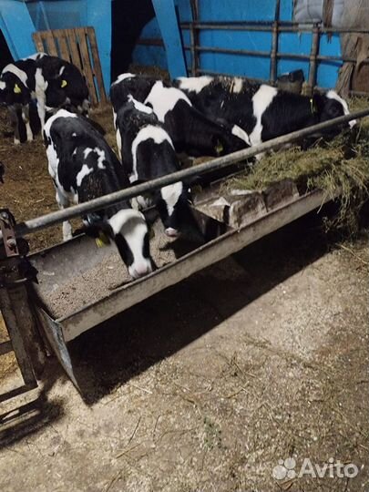 Телята бычкии