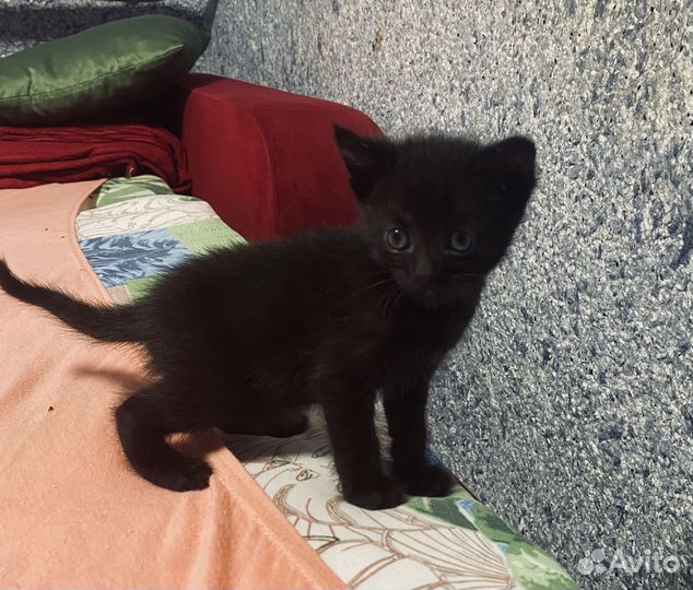 Котята в добрые руки мальчики