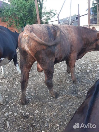Быки на мясо