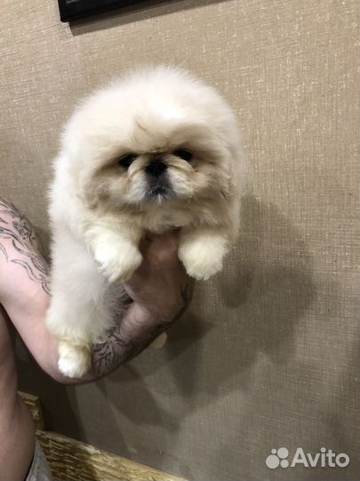 Шикарные Малыши