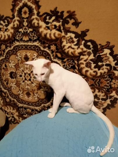 Ориентальный кот