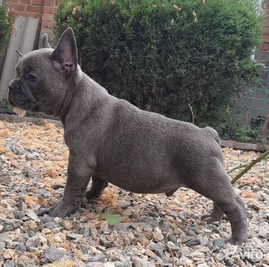 Французский бульдог щенки