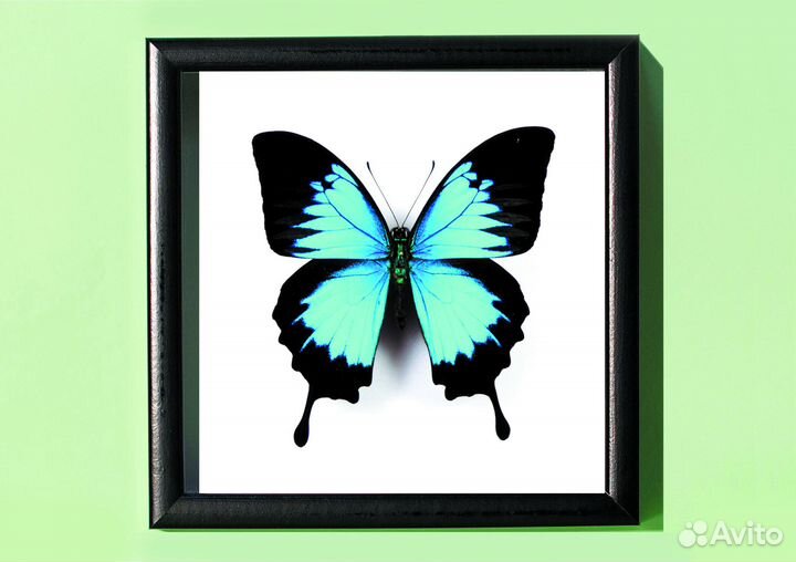 Бабочка в рамке. Papilio ulysses