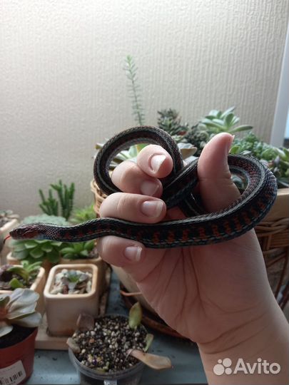 Подвязочный уж, узорчатый полоз, королевская змея