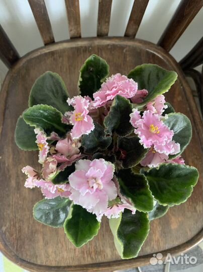 Фиалка цветущая