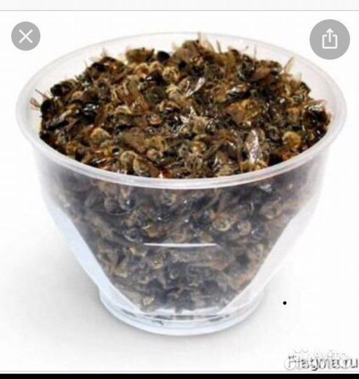 Пчелиный подмор