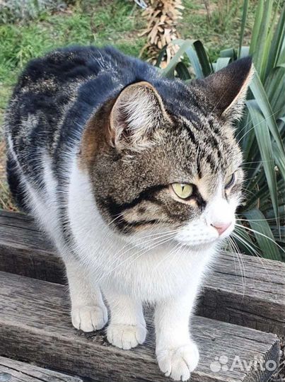 Европейская