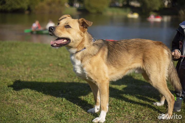 Собака в добрые руки отдам бесплатно