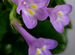 Примулина/Primulina hochiensis