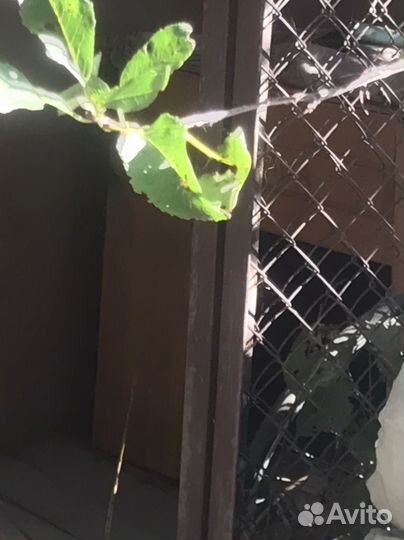 Будка вольер для собаки