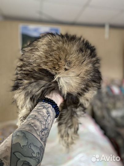 Шапка из енота