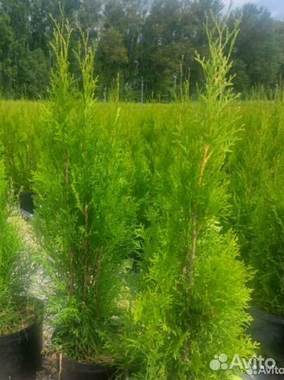 Туя западная (Smaragd)