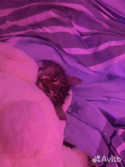 Передержка животных