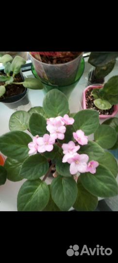 Фиалки сортовые