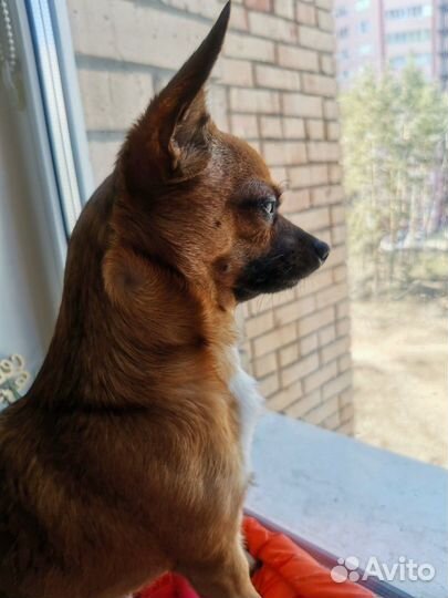 Вязка Чихуахуа