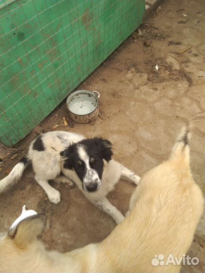 Щенки бесплатно