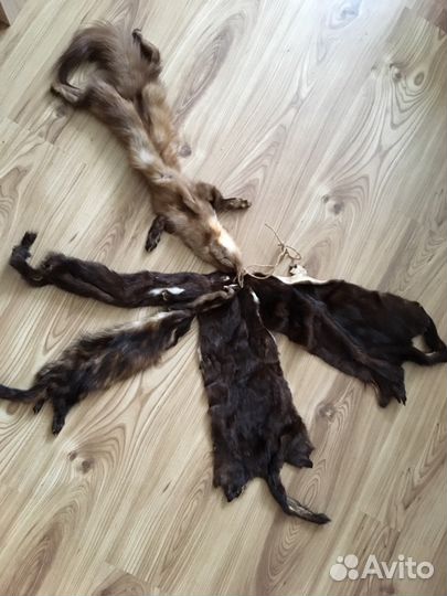 Шкурка куницы