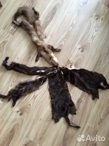 Шкурка куницы