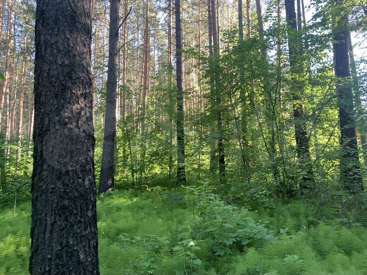 Участок 15 сот. (ИЖС)