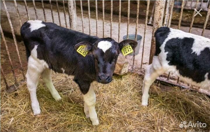 Бычки и быки