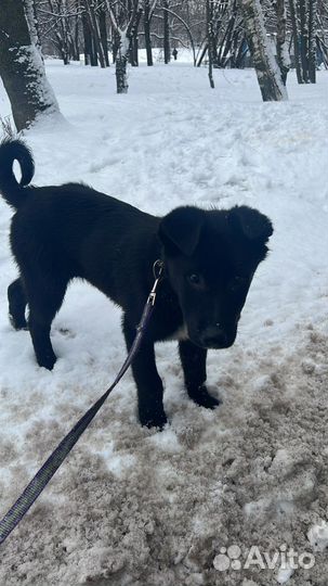 Домашняя передержка животных