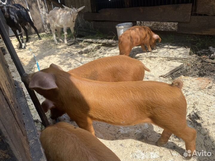 Поросята породы дюрок