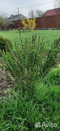 Барбарис тунберга