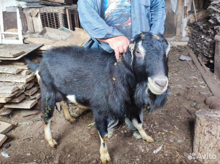 Козел ламанча