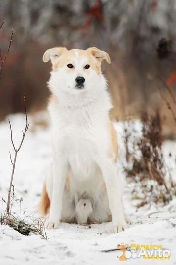 Шанхай, возраст 1 год в поисках дома