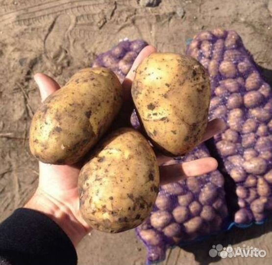 Картофель едовай