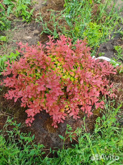 Хвойные и декоративные кустарники для сада