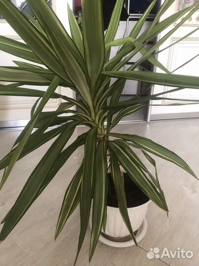 Комнатные растения