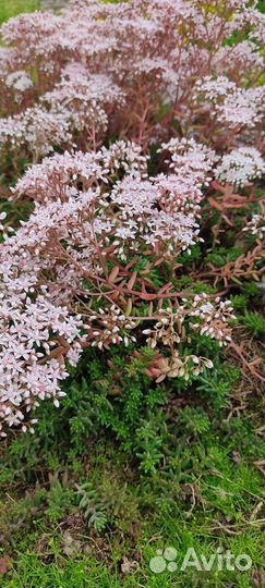 Цветы для альпийской горки. Многолетние