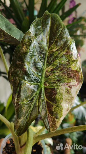 Алоказия Венти Вариегатная/ Макрориза