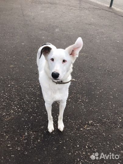 Пес Кокос ждет своего хозяина в приюте