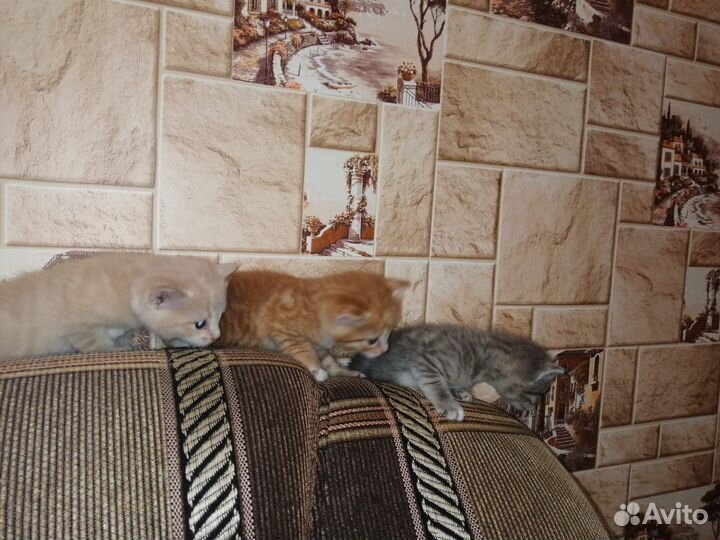 Котята