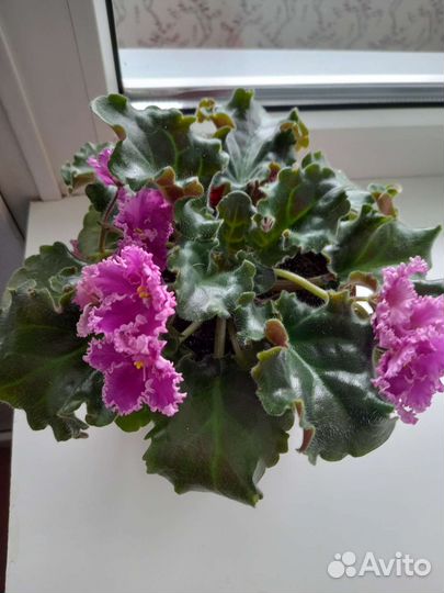 Фиалки 8 сортов