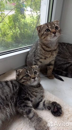 Шотландские котята