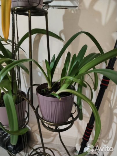 Гиппеаструм амариллис с горшком