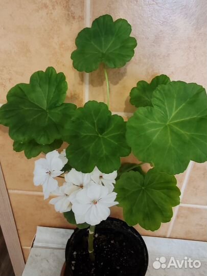 Пеларгония