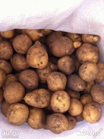 Продам картофель оптом