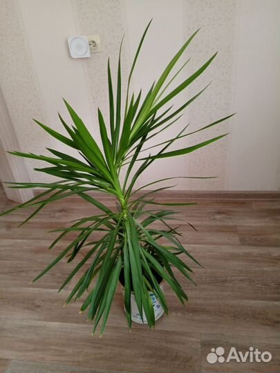 Комнатный цветок Юкка