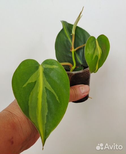 Филодендрон, эпипремнум