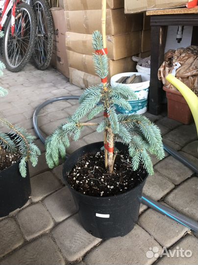 Ель голубая глаука пендула