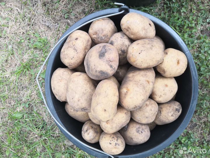 Продам картофель