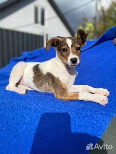 Том ищет дом